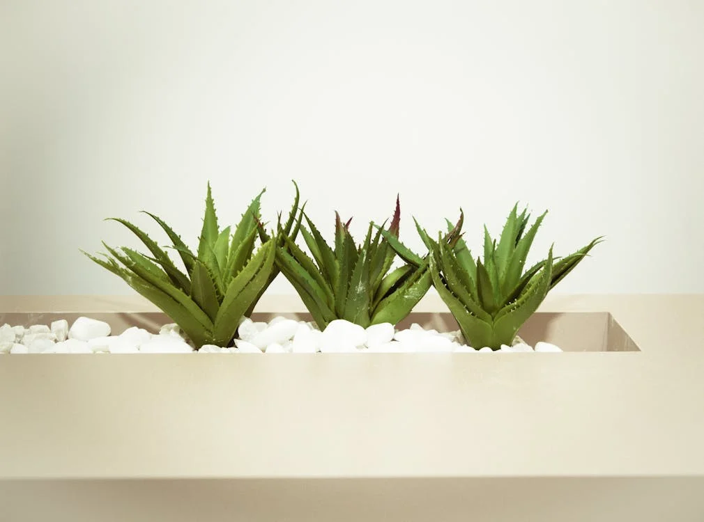 Aloe Vera en maceta con piedras blancas