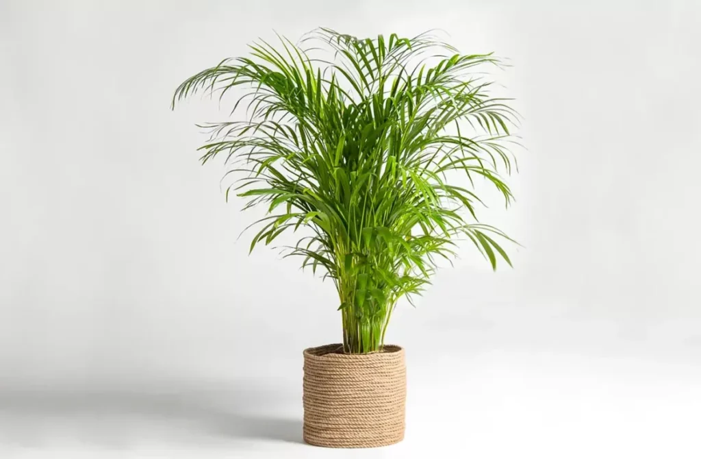 Palmera Areca tropical