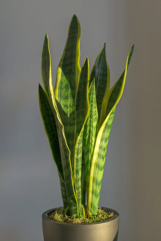 Sansevieria
