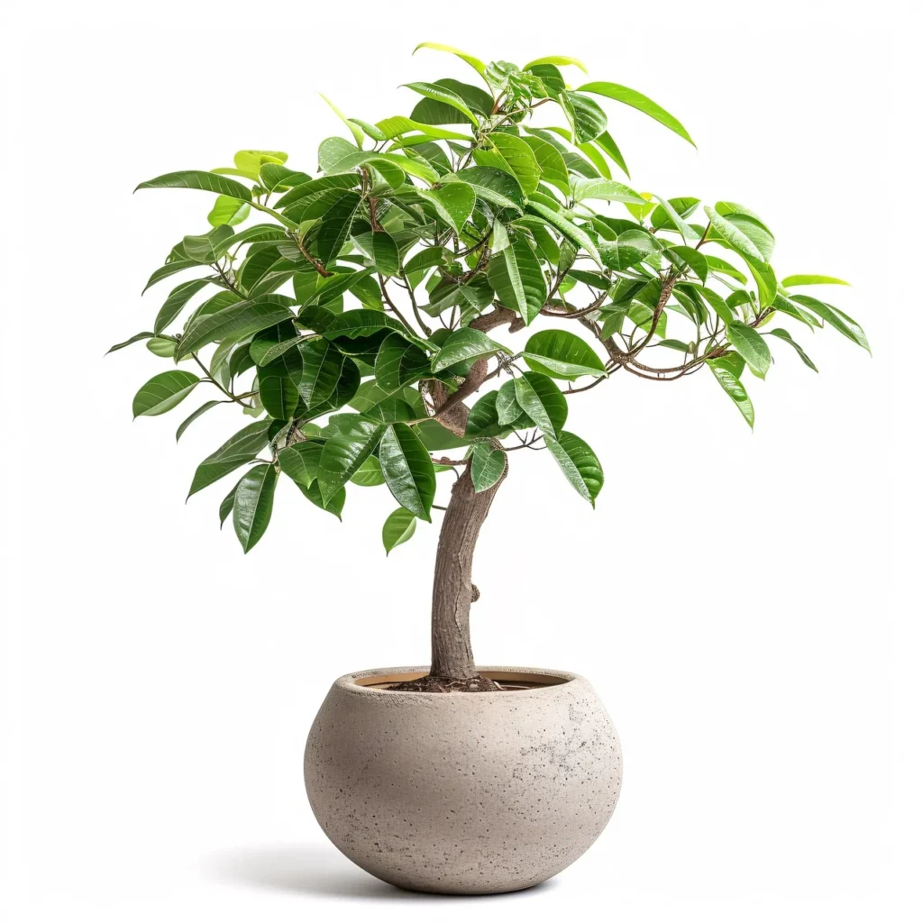 Ficus